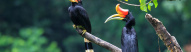 Oiseaux de la jungle de Sumatra
