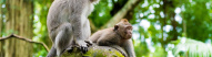 Monkey Forest - Bali