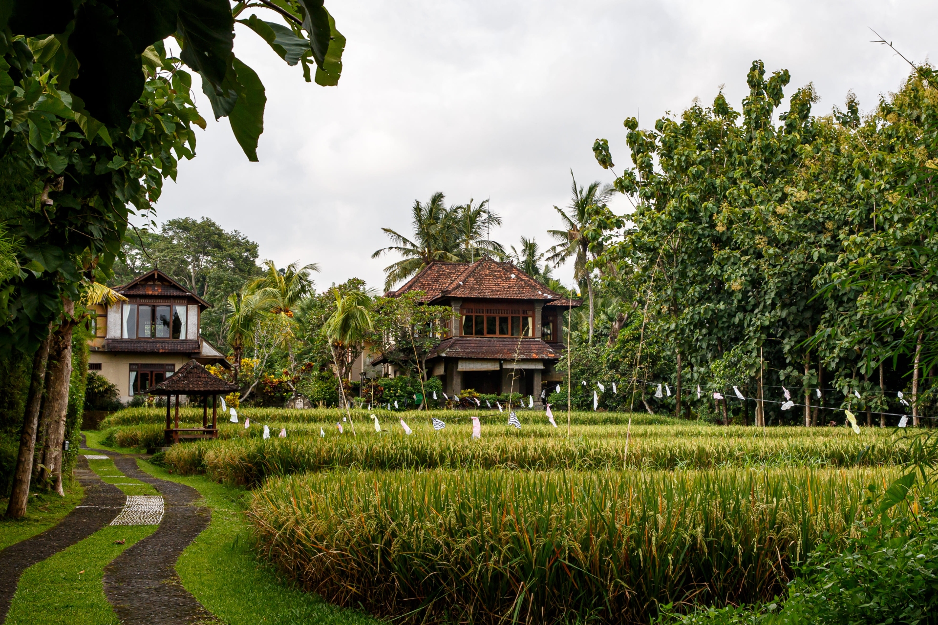 Maison balinaise, rizière, Bali