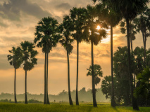 Lever de soleil sur Ubud