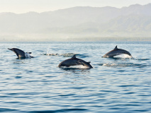 Dauphins de Lovina