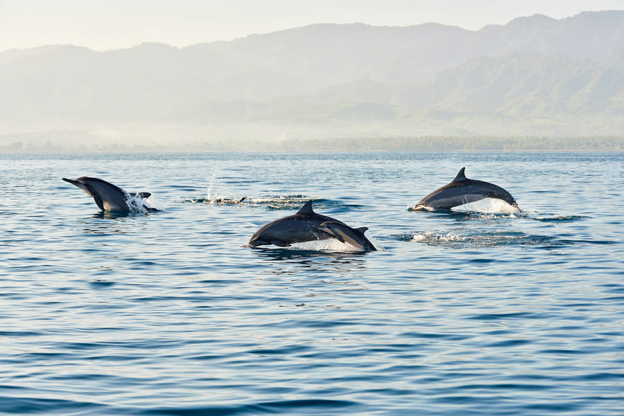 Dauphins de Lovina