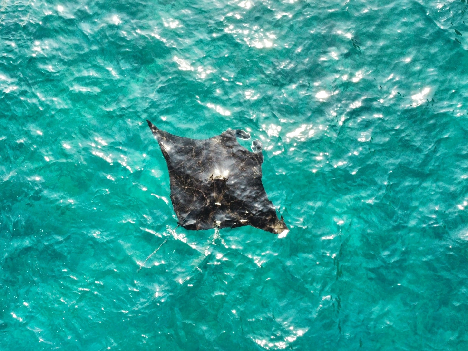 Manta Bay