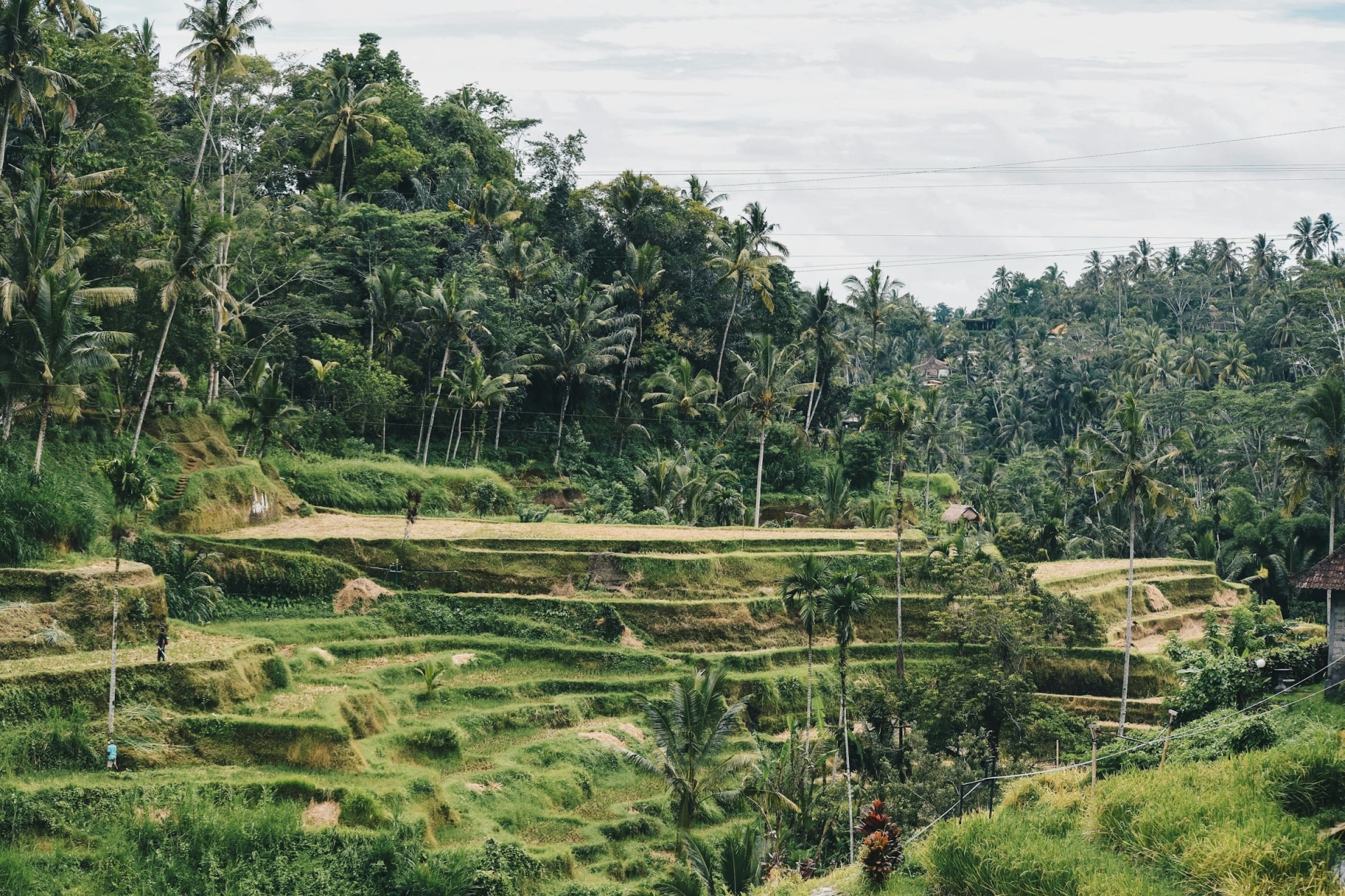Rizières Ubud, Bali, terrasses de riz de Tegallalang, Ubud