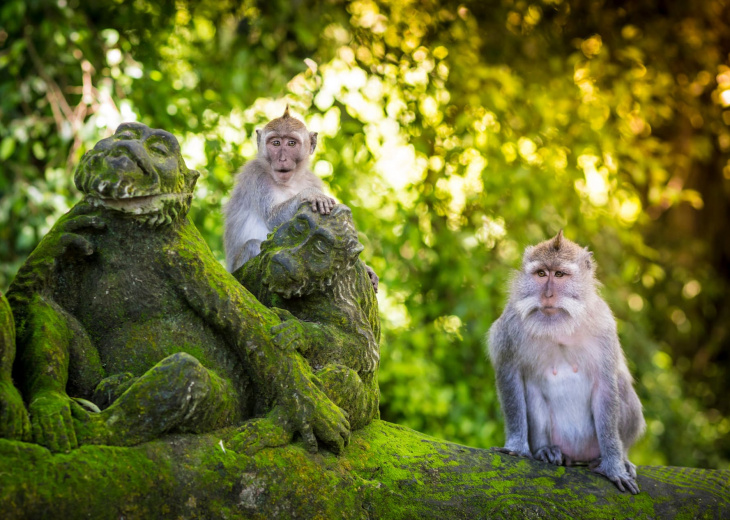 monkey-forest-bali