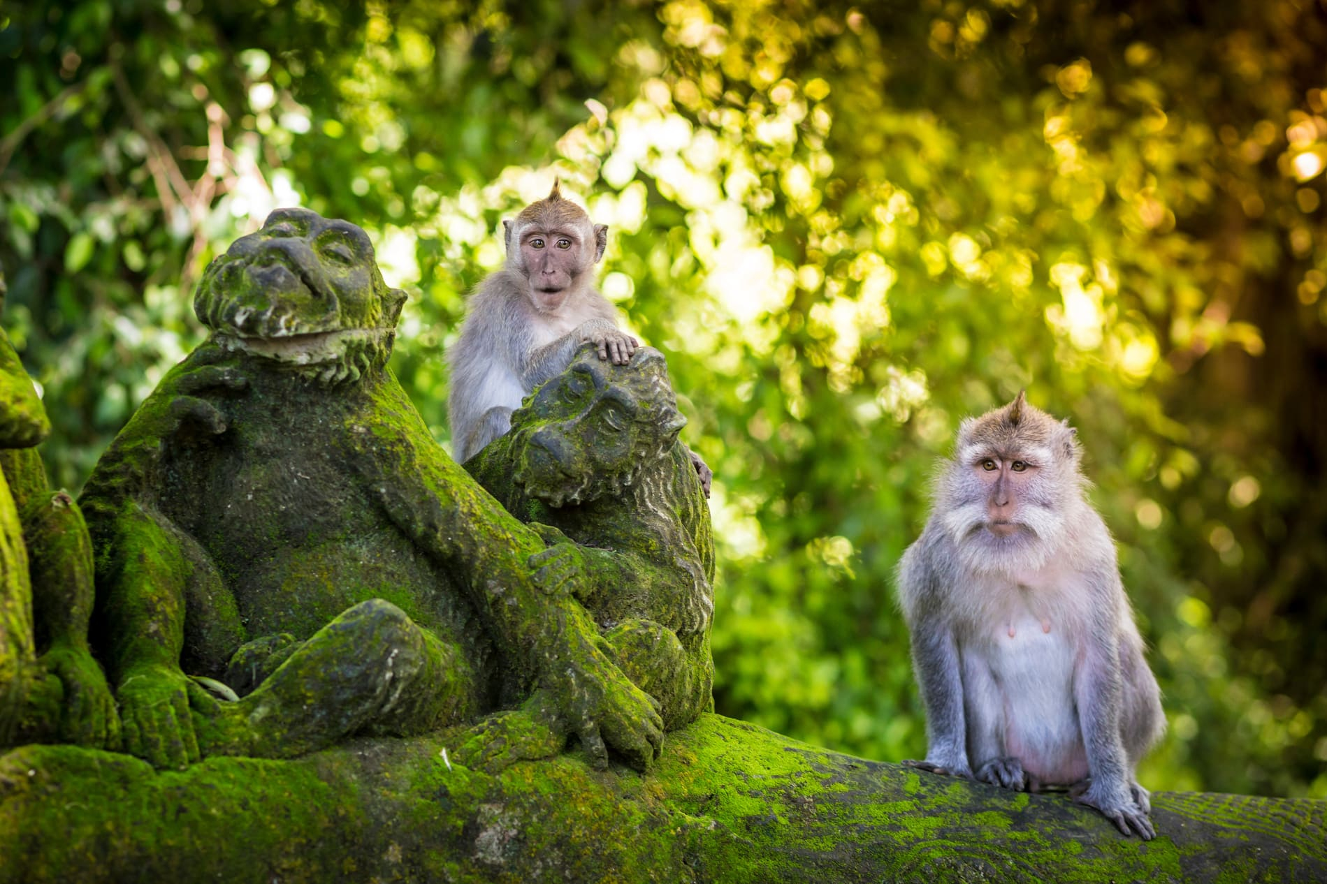 monkey-forest-bali