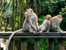 Monkey Forest