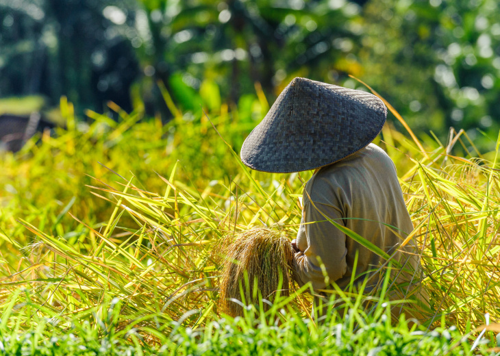 Rizières de Bali