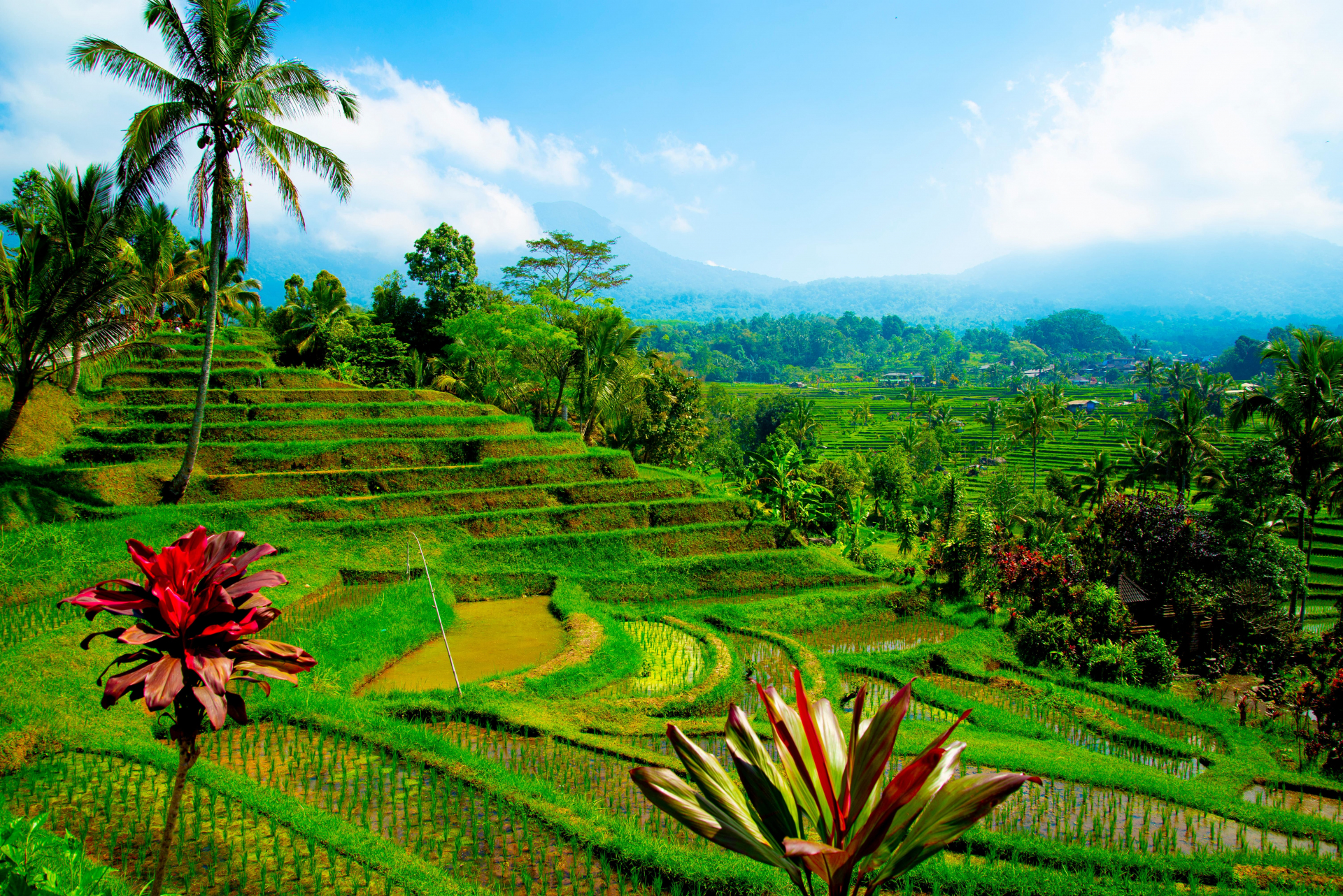 Rizières de Jatiluwih