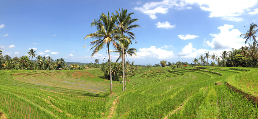 Rizières en terrasse