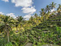 Rizière Ubud