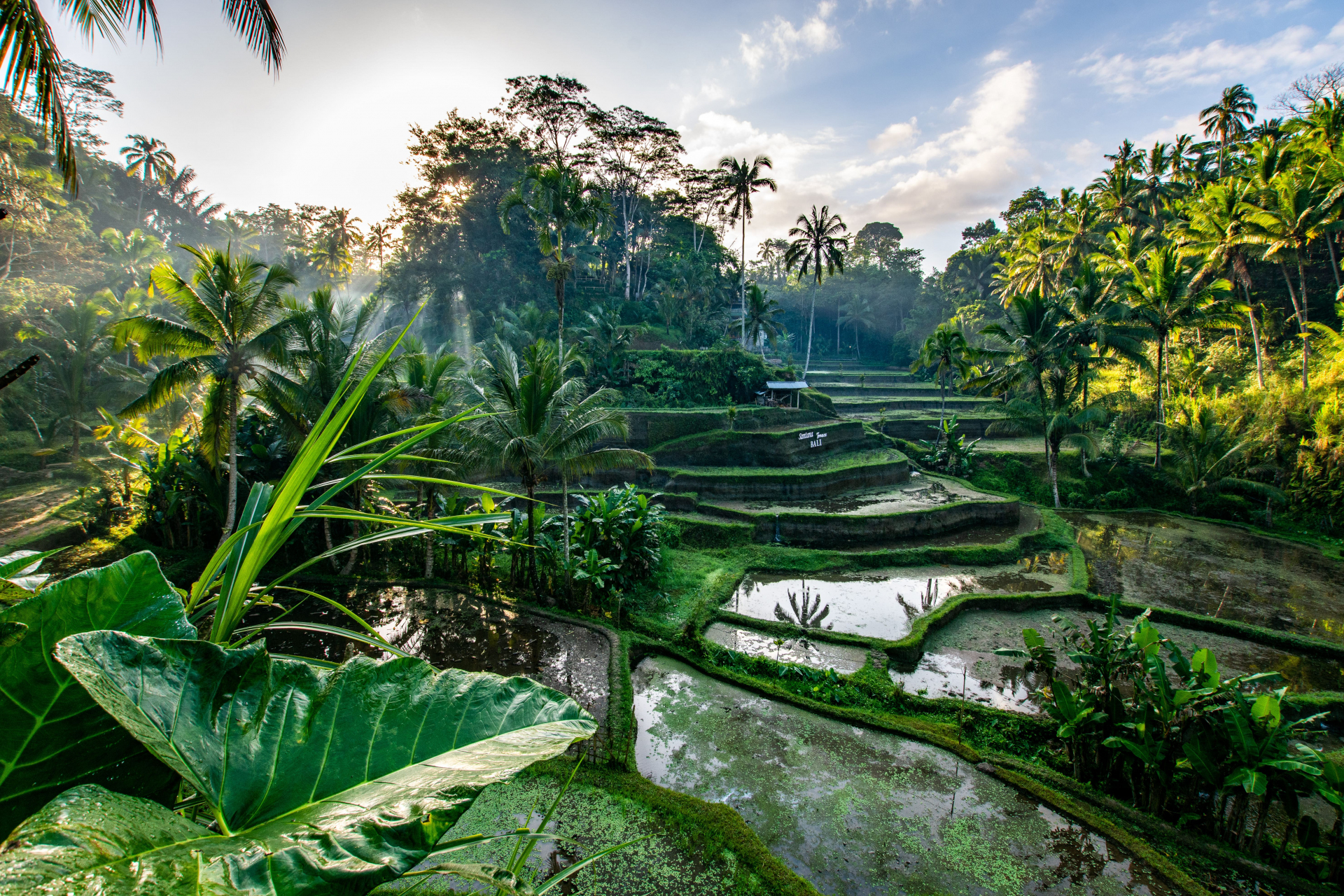 Rizières à Ubud Bali