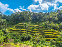 Rizières d'Ubud