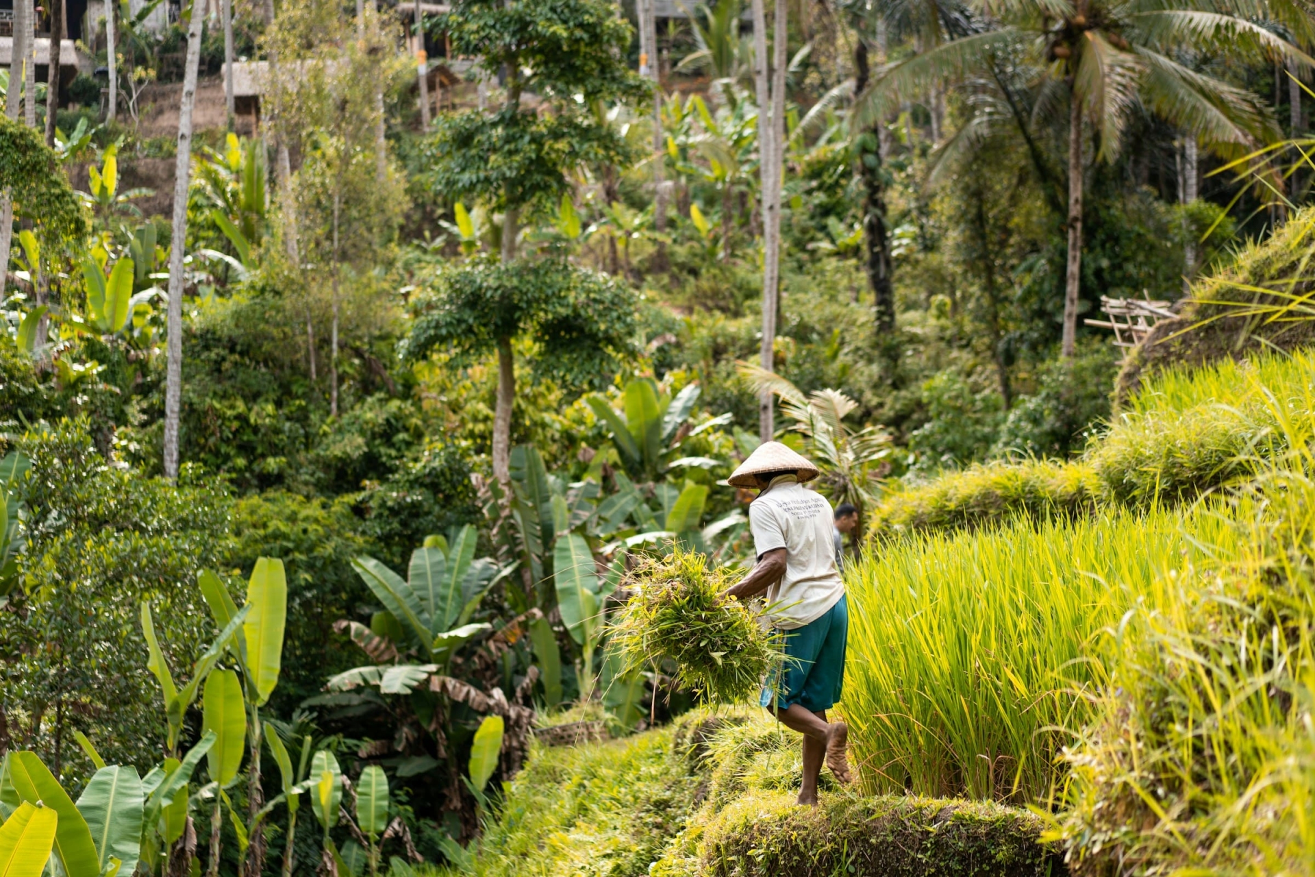 Rizière de Tegallalang, Bali