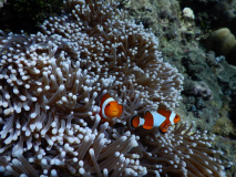 Snorkeling à Pemuteran