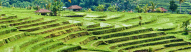 Terrasse en rizières de Jatiluwih