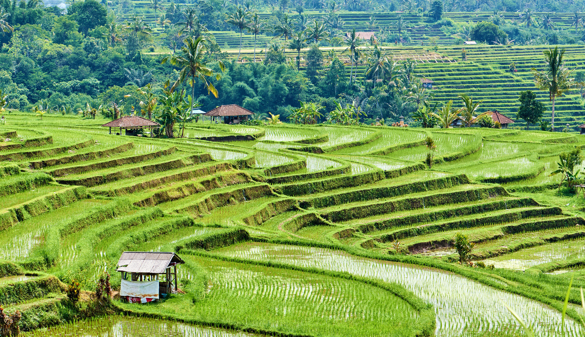 Terrasse en rizières de Jatiluwih