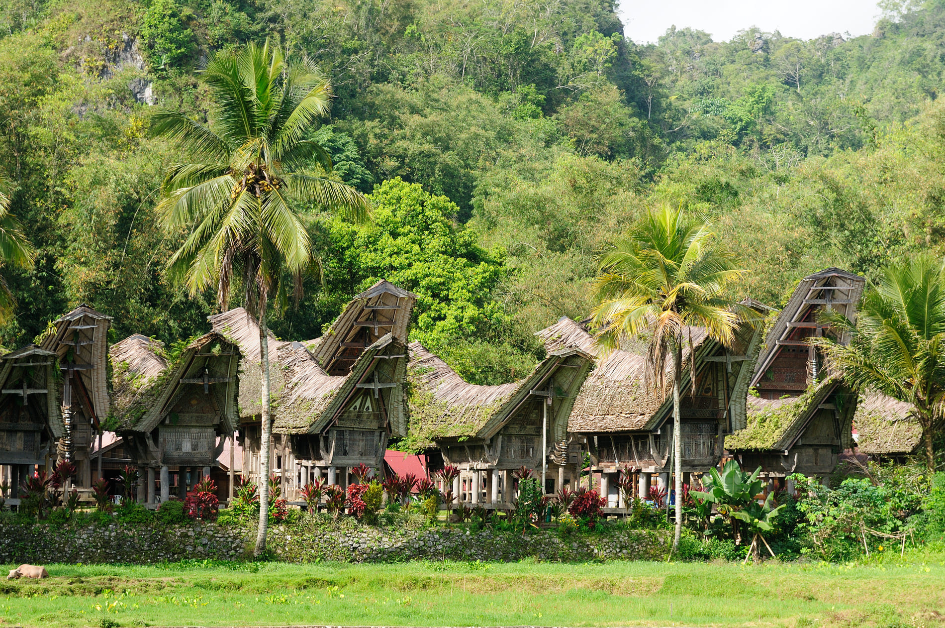 Toraja village - Sulawesi