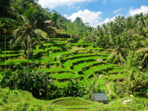 Ubud