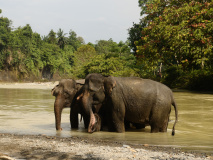 Eléphant à Tangkahan