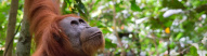 Orang outan du Parc gunung Leuser