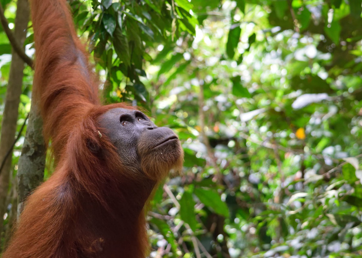 Orang outan du Parc gunung Leuser