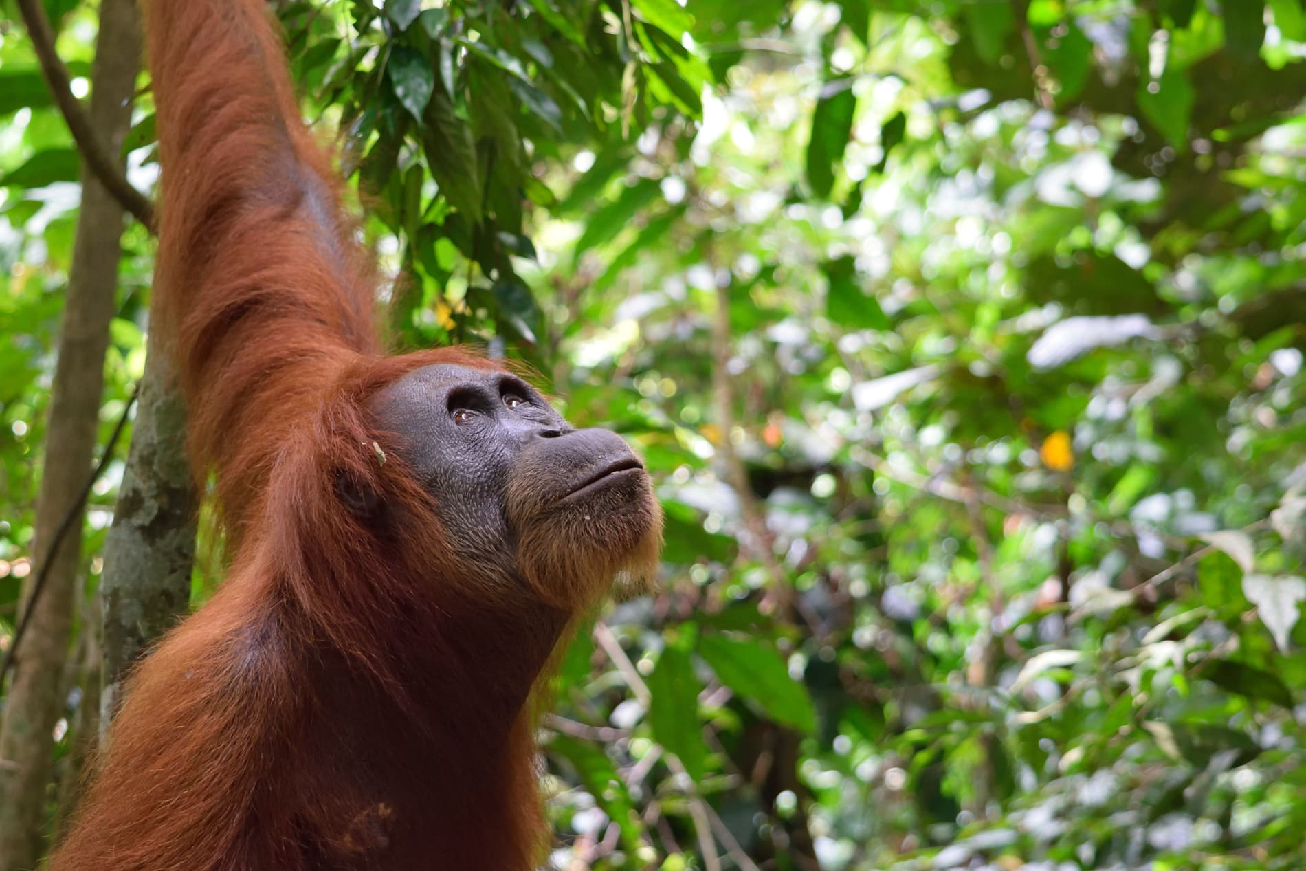 Orang outan du Parc gunung Leuser
