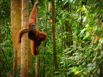 Parc de Gunung Leuser