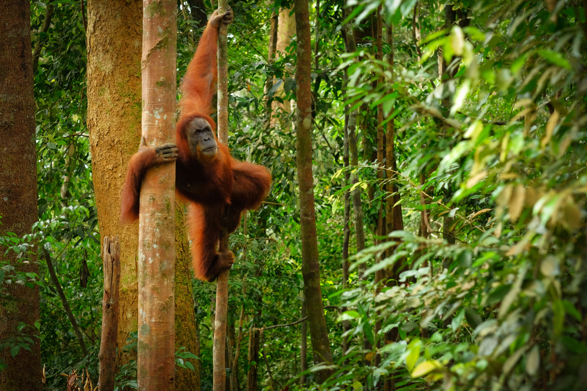 Parc de Gunung Leuser