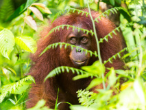 Orang Outan du parc Gunung Leuser