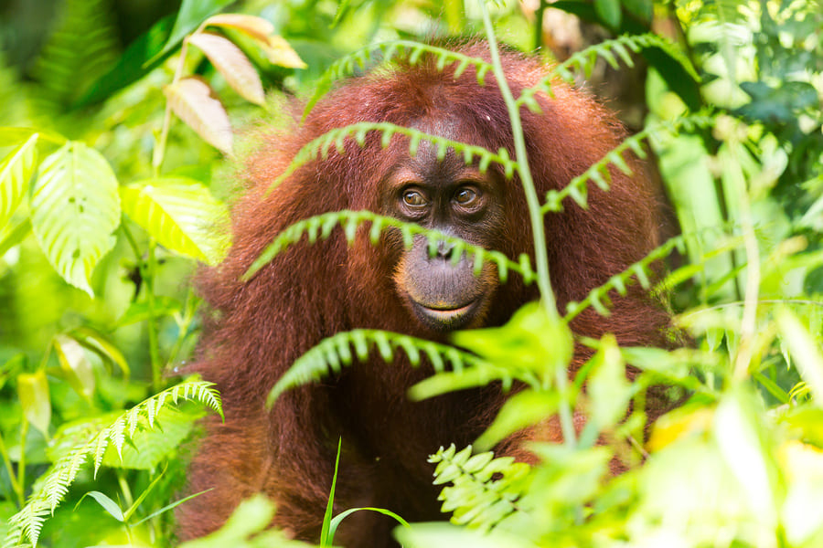 Orang Outan du parc Gunung Leuser