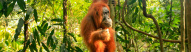 Sumatra - Orang Outan