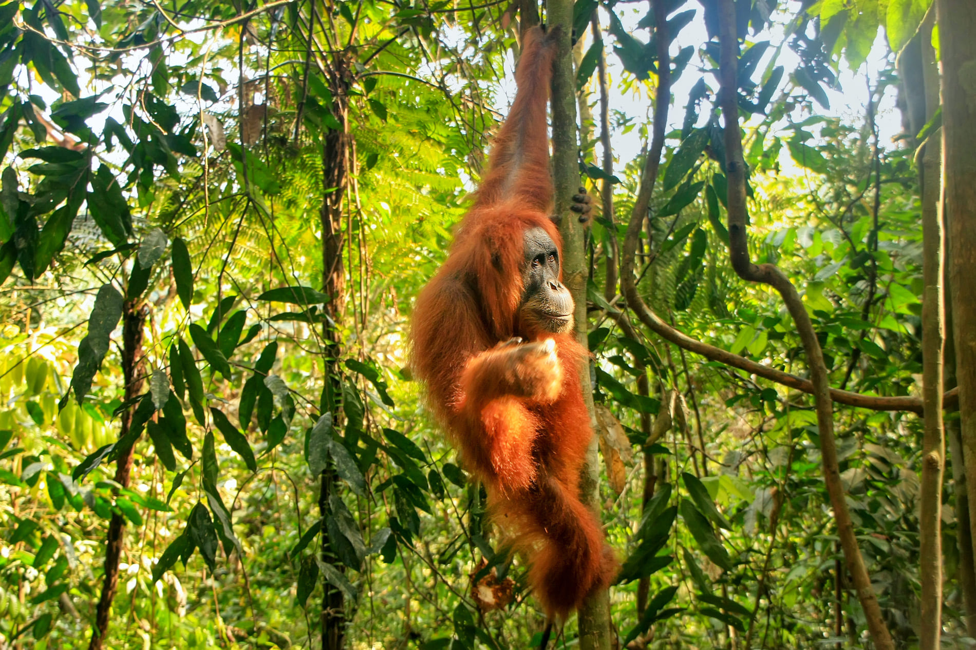 Sumatra - Orang Outan