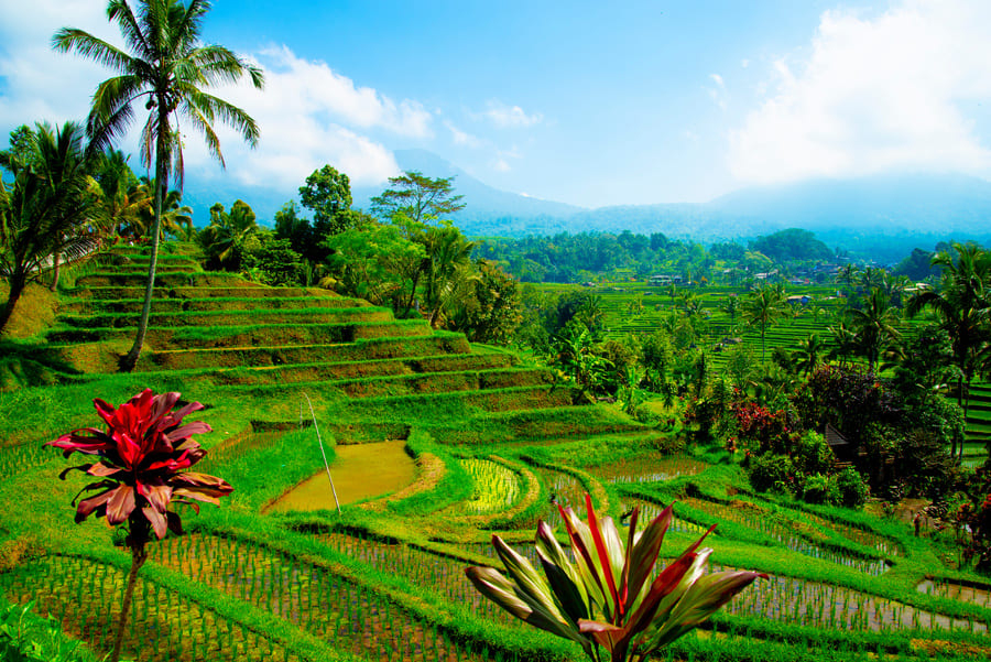 Rizières de Jatiluwih