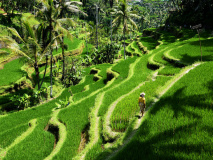 Promenade dans les rizières d'Ubud