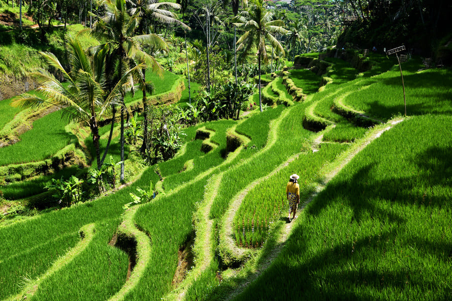 Promenade dans les rizières d'Ubud
