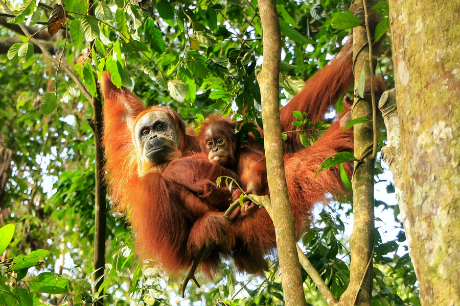 Parc Gunung Leuser