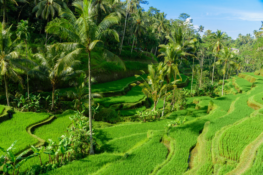 Ubud