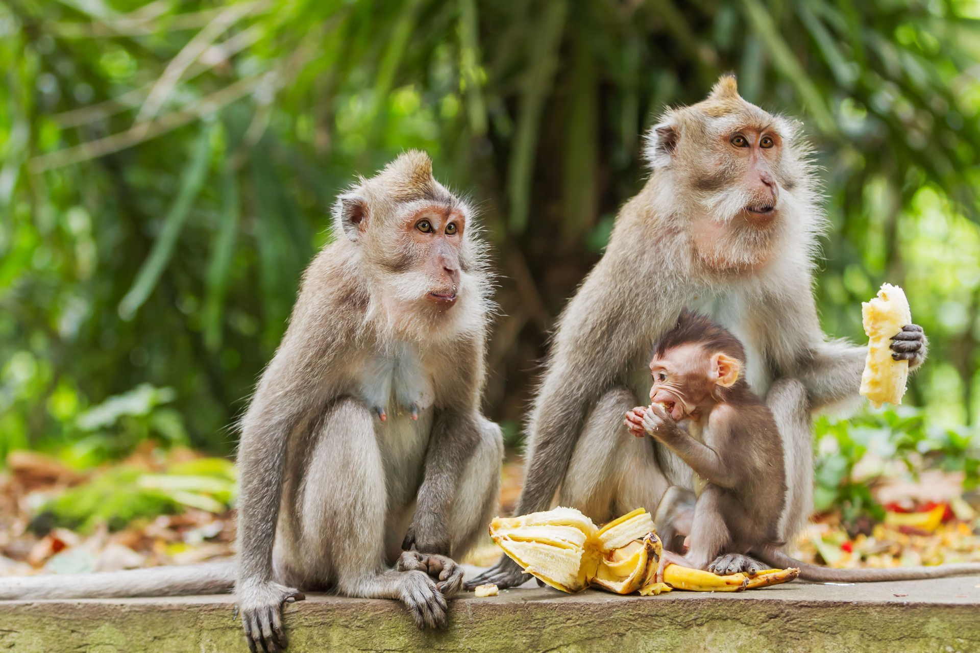 indonesie-en-famille