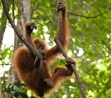 Orang-outan