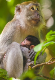 Parc Gunung Leuser