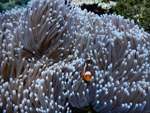 Poisson-clown Biorock project