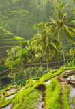 Rizière Ubud Bali