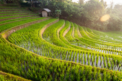 Rizières Belimbing