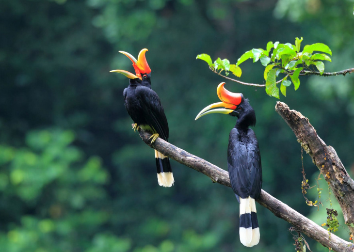Oiseaux de la jungle de Sumatra