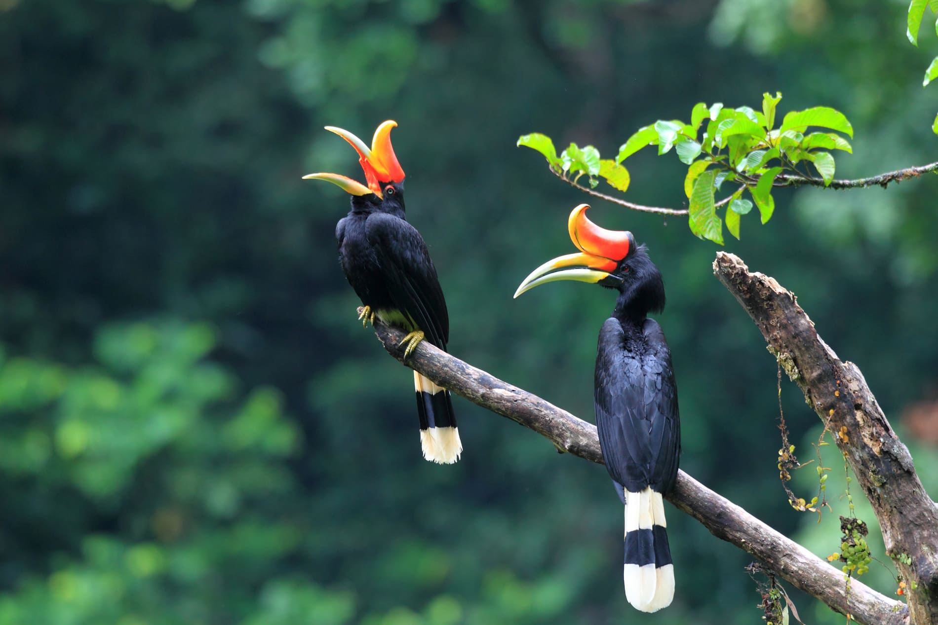Oiseaux de la jungle de Sumatra
