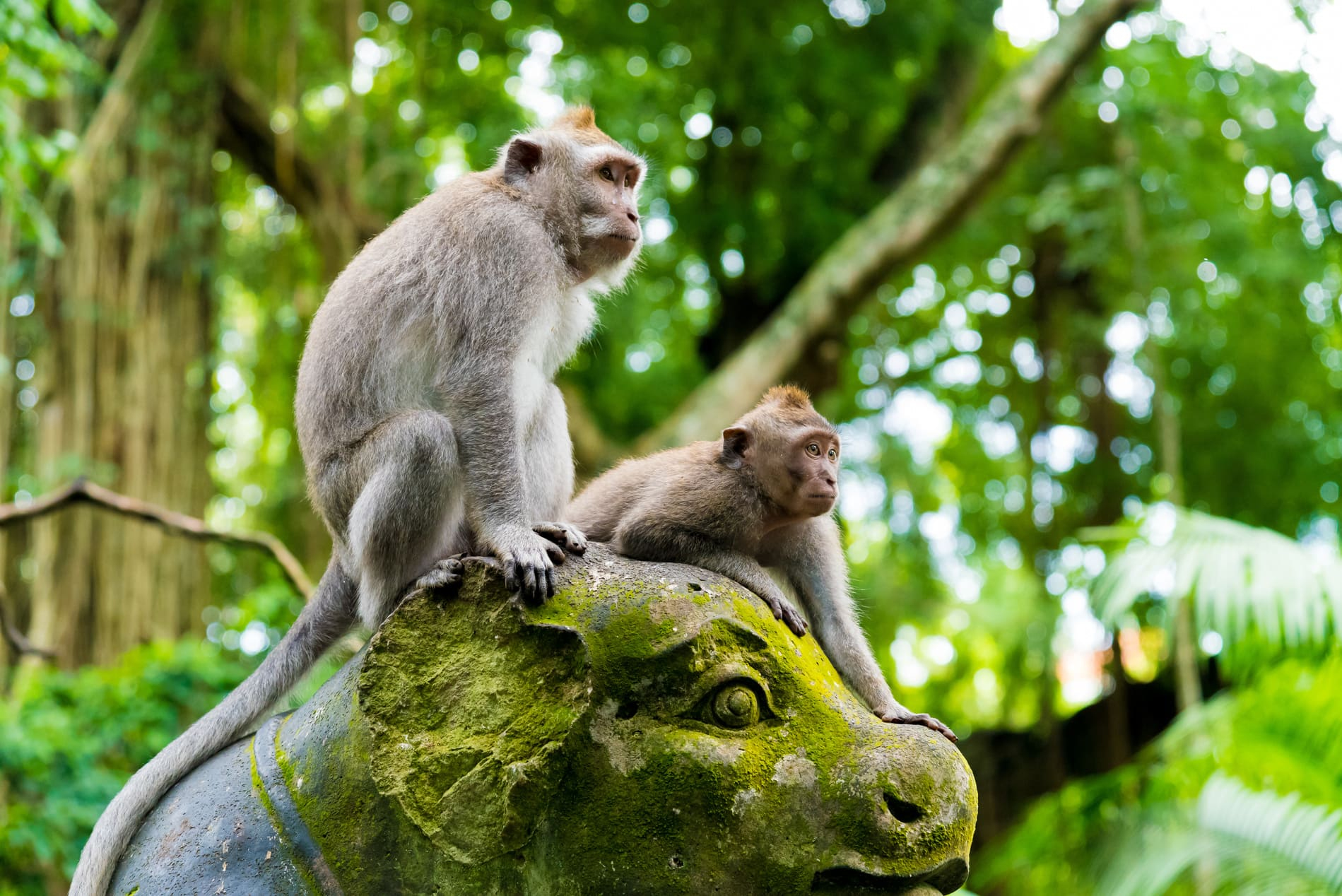 Monkey Forest - Bali