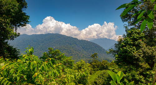 Paysage Gunung Leuser