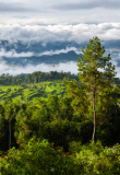 Paysage tropical à Tana Toraja