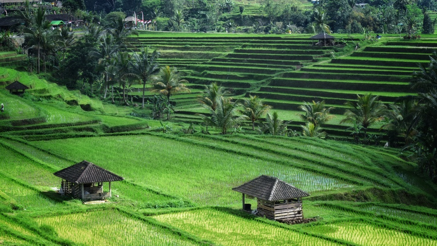 Rizière à Jatiluwih